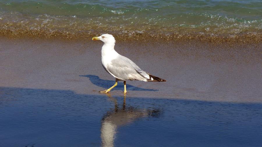 bird 