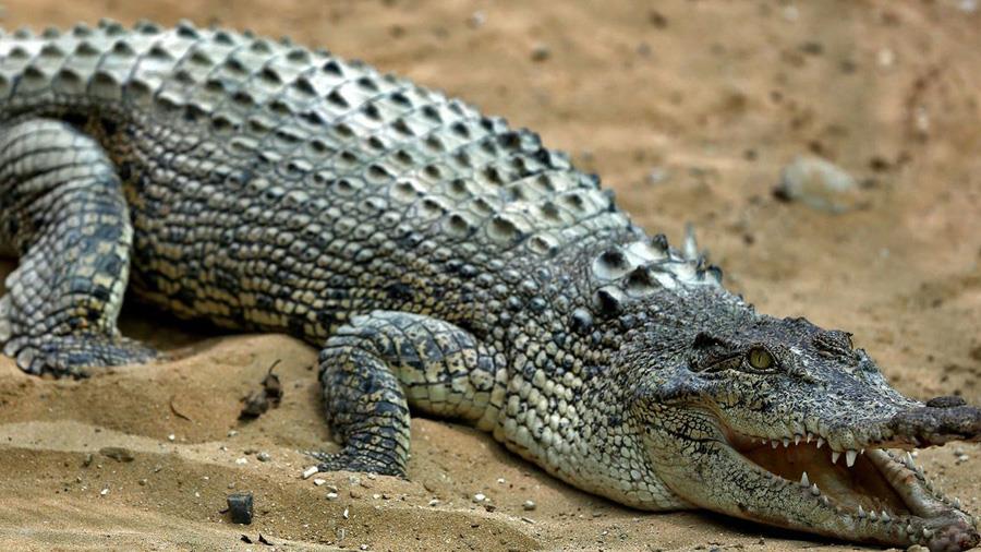 kroko