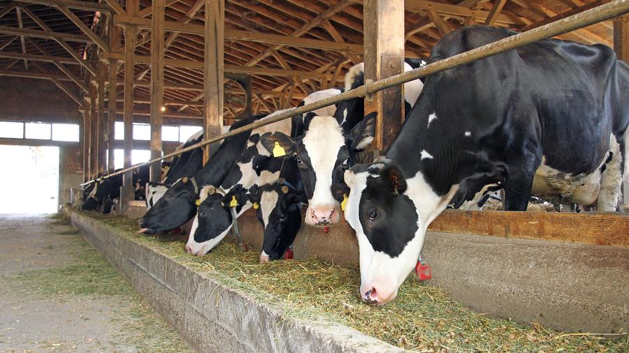 Cows on Farm