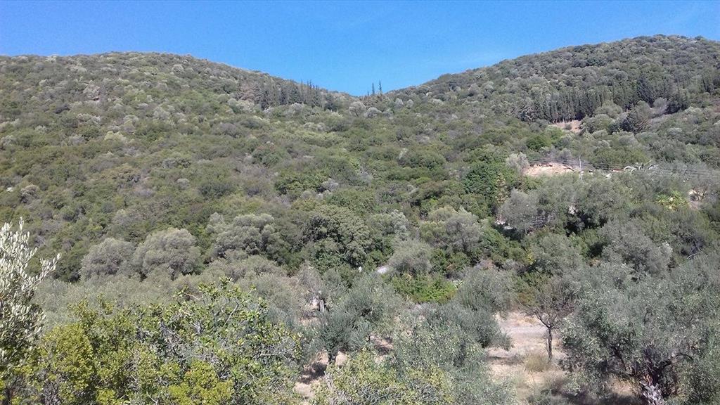 φυτεμενη γη