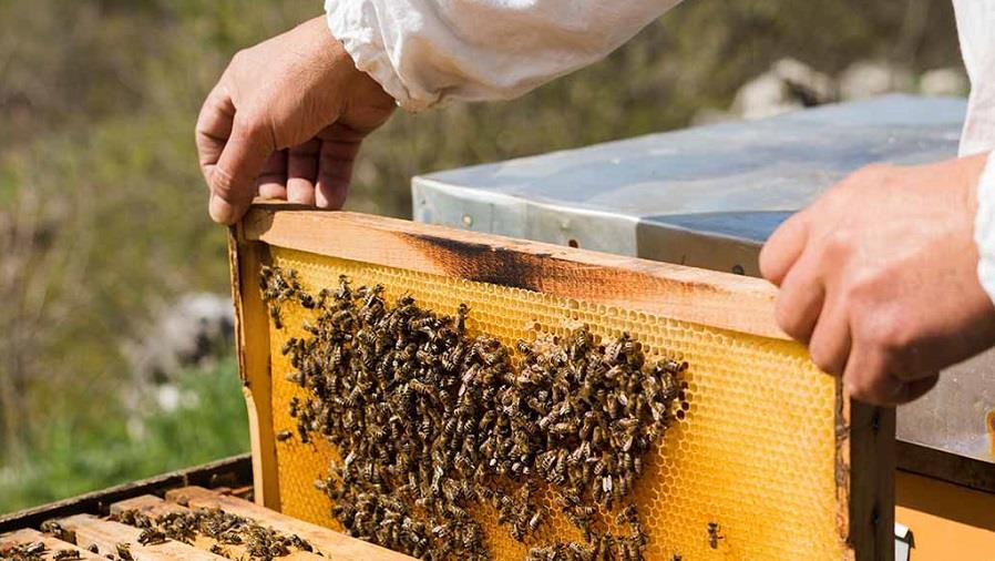 ΜΕΛΙΣΣΟΚΟΜΙΑ