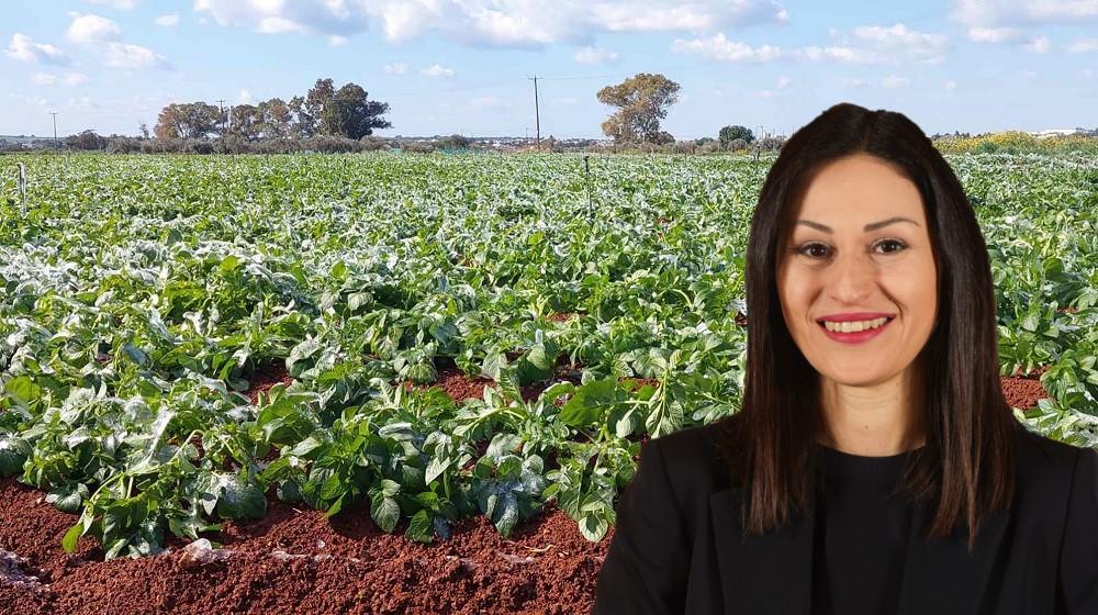 ΜΑΡΙΑ ΠΑΝΑΓΙΩΤΟΥ-ΠΑΤΑΤΟΚΑΛΛΙΕΡΓΙΕΣ