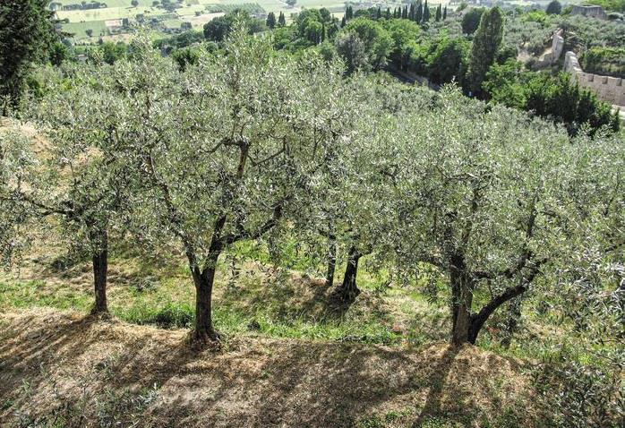 ΒΙΟΚΑΛΙΕΡΓΕΙΑ