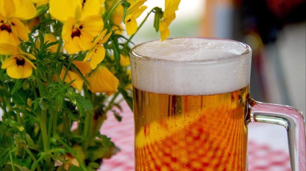 5293154820379336 beer