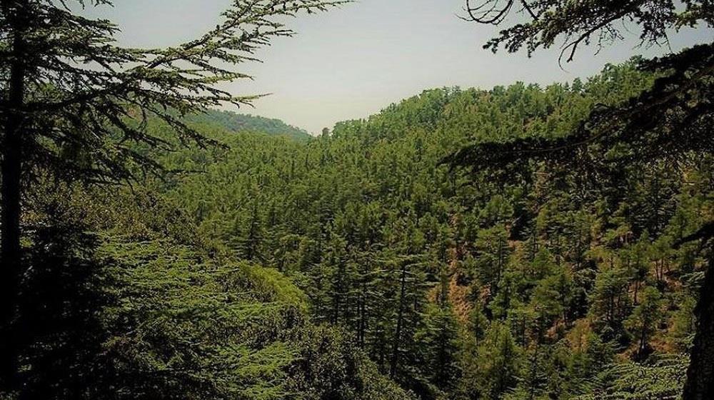 Υπουργείο Γεωργίας: Περίπου €1.3 εκατ. για προστασία και ανάδειξη των δασών σε δράση μέσω ΚΑΠ