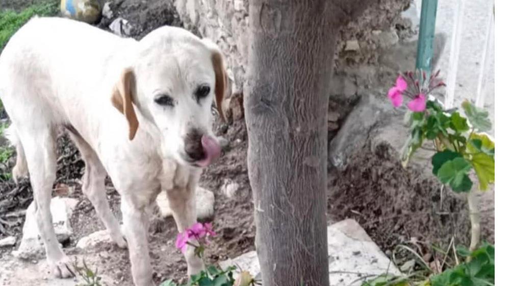 5351093270437805 dog