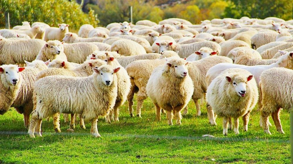 5416858500222370 ΑΜΝΟΕΡΙΦΙΑ