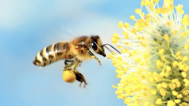 bee