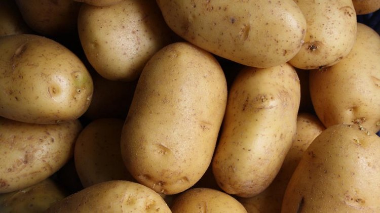 patates