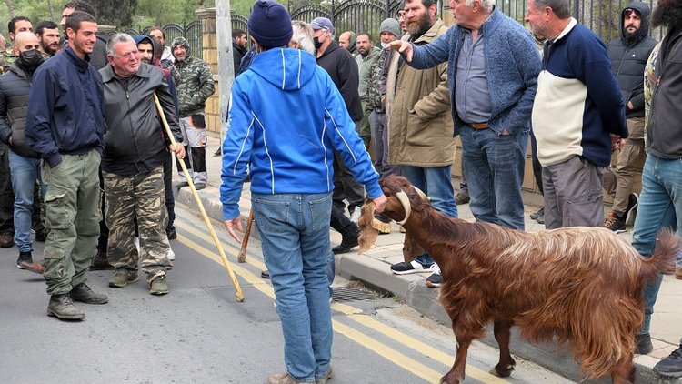 Πορεία αιγοπροβατοτρόφων προς το Προεδρικό-«Διαμαρτυρία συμβολικού χαρακτήρα» και αίτημα για εφαρμογή διατάγματος για χαλλούμι