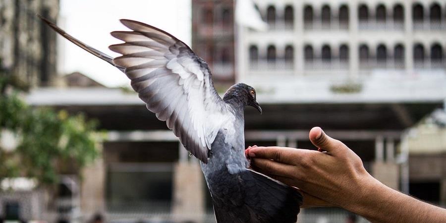 pigeon