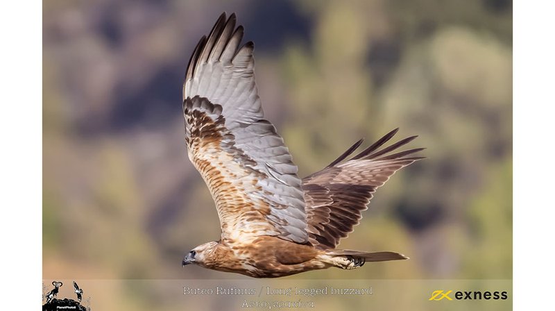 buteo-rufinus